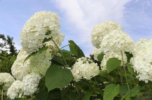 令和8年度あじさい園開花状況6月22日時点4