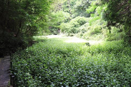 令和8年度半夏生色づき状況6月22日時点3