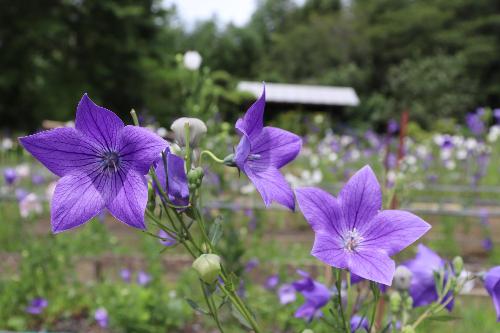 令和8年度ききょう園開花状況6月22日時点