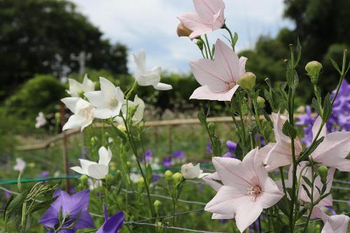 令和8年度ききょう園6月22日時点開花状況2
