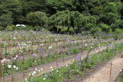令和8年度ききょう園6月22日時店開花状況3