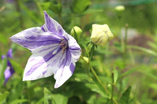 令和8年度ききょう園6月22日時点開花状況4