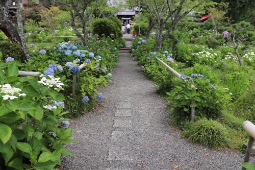 令和8年あじさい園6月24日時点開花状況