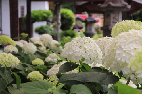 令和8年あじさい園6月24日時点開花状況2