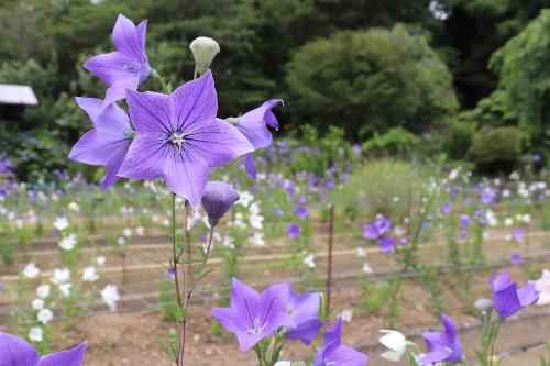 令和8年ききょう園6月24日時点開花状況