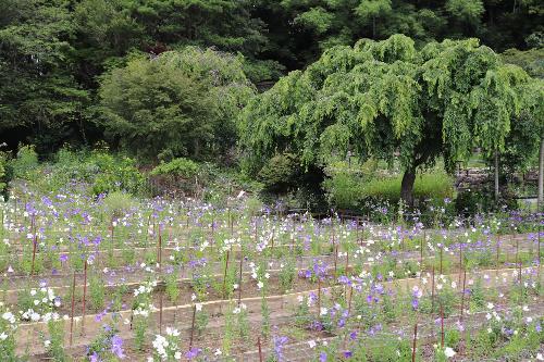 令和8年ききょう園6月24日時点開花状況3