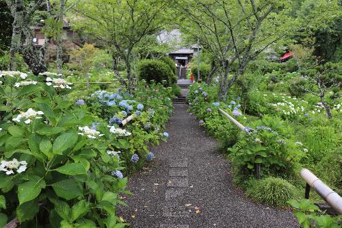 令和8年あじさい園6月26日時点開花状況
