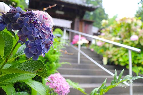 令和8年あじさい園6月26日時点開花状況2