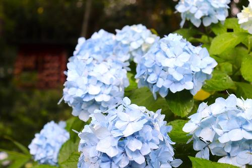 令和8年あじさい園6月26日時点開花状況3