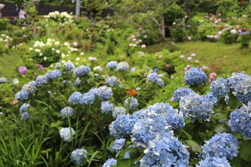 令和8年あじさい園6月26日時点開花状況4