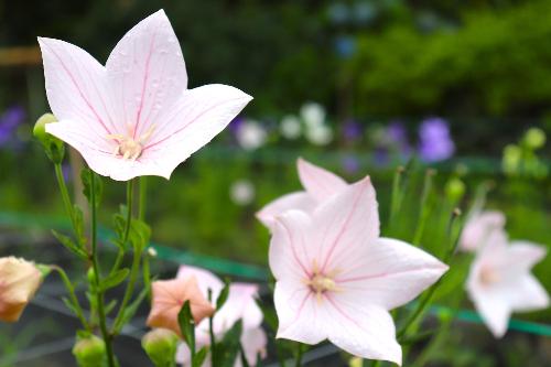 令和8年ききょう園開花状況6月26日