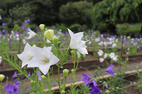 令和8年ききょう園6月22日時点開花状況4