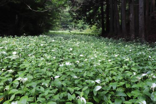 令和8年半夏生7月1日時点色づき状況2
