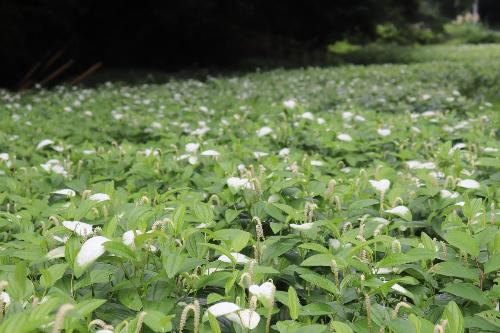 令和8年半夏生7月1日時点開花状況4