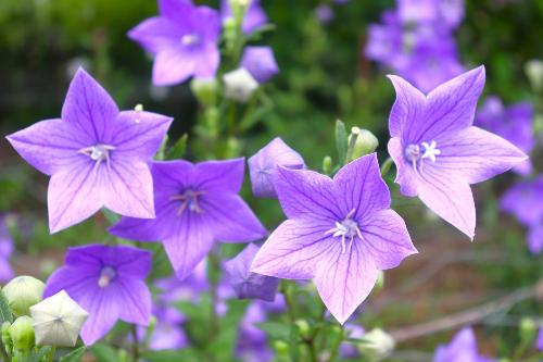 令和8年ききょう7月1日時点開花状況