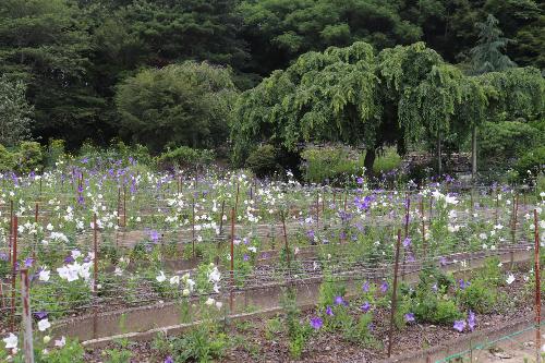 令和8年ききょう開花状況7月1日時点3