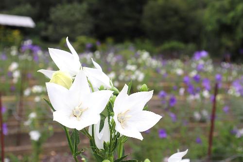 令和8年ききょう園7月1日時点開花状況4