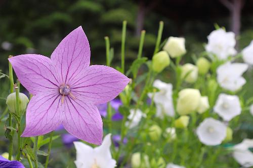 令和8年ききょう園開花状況7月3日時点