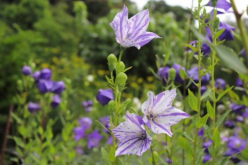 令和8年度桔梗園7月3日時点開花状況