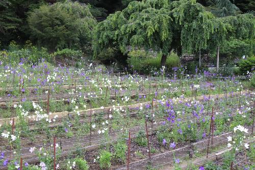 令和8年ききょう園7月3日時点開花状況3