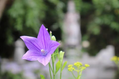 令和8年度ききょう園7月1日時点開花状況5