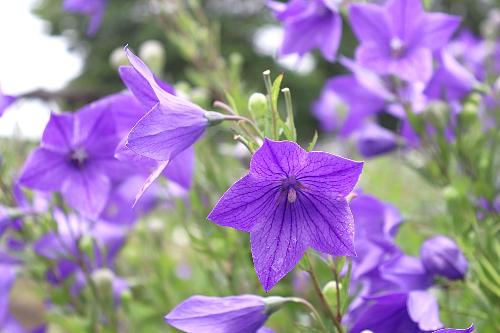 令和8年ききょう園7月6日時点開花状況2