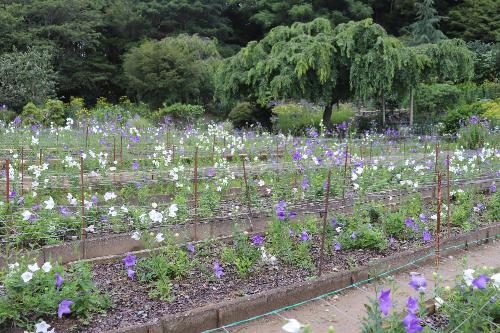 令和8年ききょう園7月6日時点開花状況3
