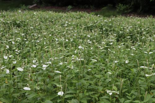令和8年半夏生色づき状況7月8日時点