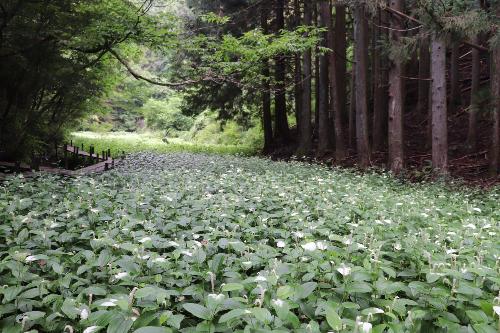 令和8年半夏生色づき状況7月8日時点2