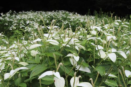 令和8年半夏生色づき状況7月8日時点3