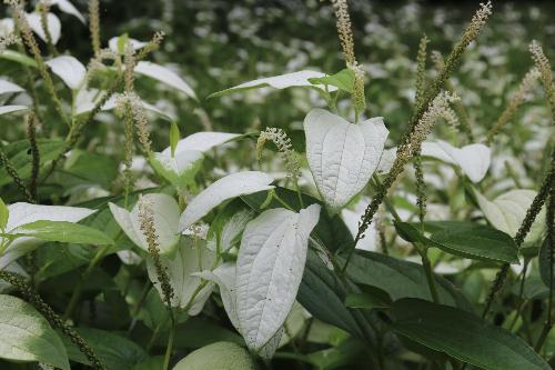 令和8年度半夏生色づき状況7月8日時点4
