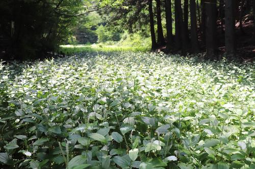 令和8年半夏生の里色づき状況7月15日時点2
