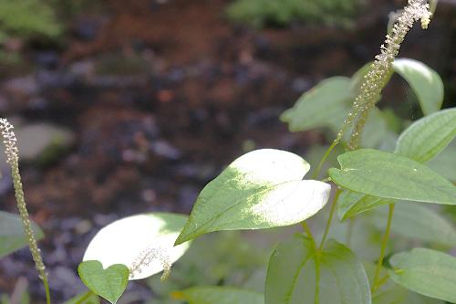 令和8年半夏生の里色づき状況7月15日時点3