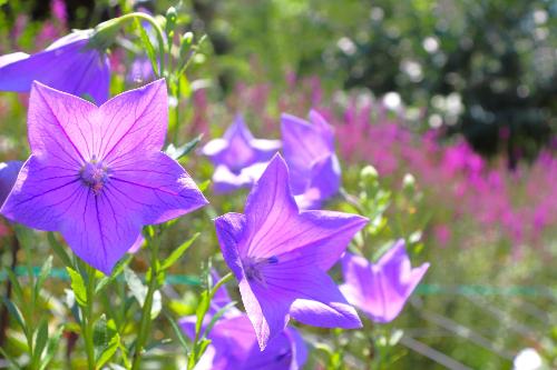 令和8年ききょう園開花状況7月15日時点