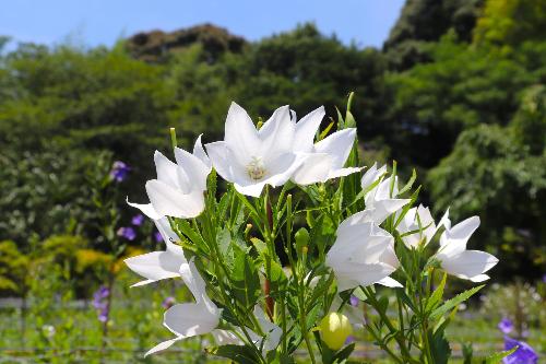 令和8年ききょう園7月15日時点開花状況2