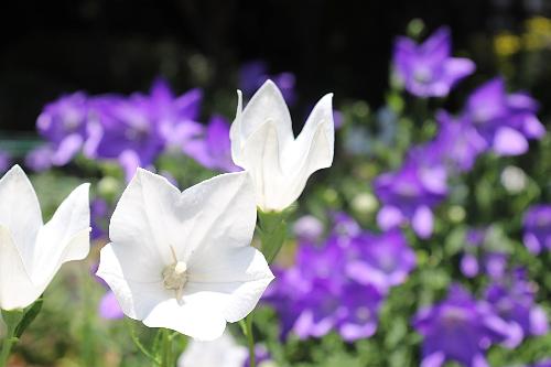 令和8年ききょう園7月15日時点開花状況4