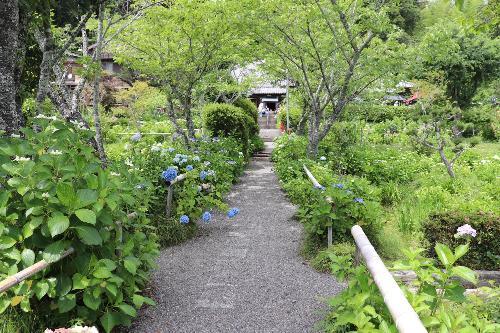 令和8年度あじさい寺6月8日時点1