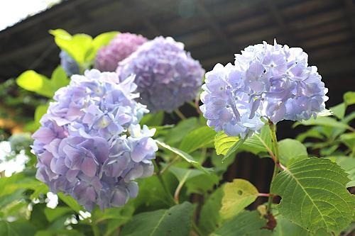 令和8年度あじさい寺6月8日時点2