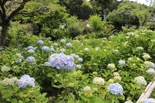 令和8年度あじさい園6月8日時点3