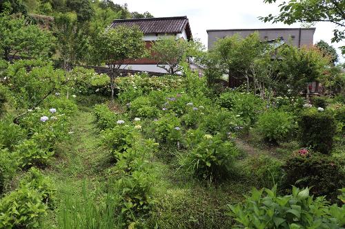 令和8年度あじさい園6月8日時点4