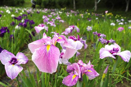令和8年度花菖蒲0608時点4