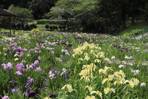 令和8年度花菖蒲2026年6月8日時点1