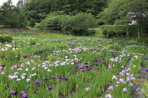 令和8年度花菖蒲6月8日時点3