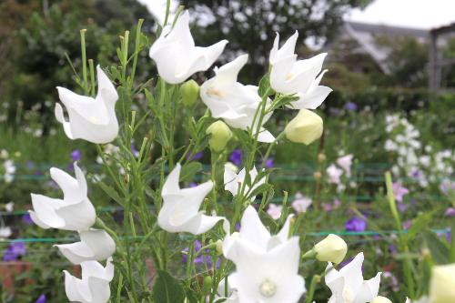 令和8年度ききょう園開花状況7月8日時点2