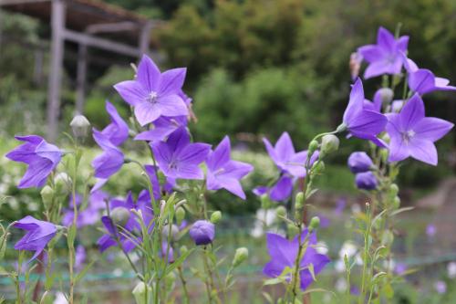 令和8年桔梗園7月8日時点開花状況