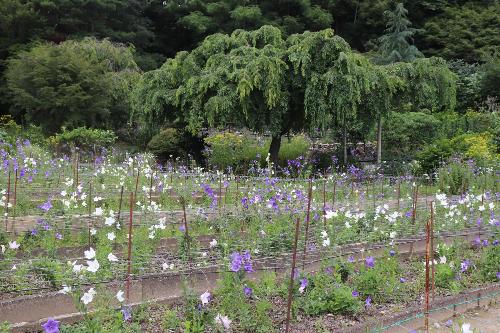 令和8年度ききょう園7月8日時点3