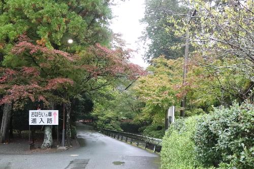 小國神社紅葉