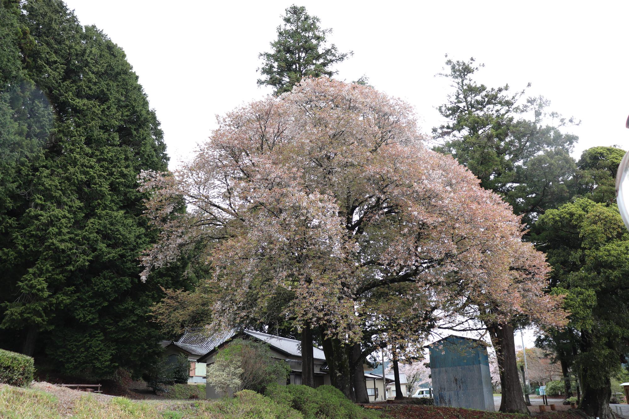 mikurasakura