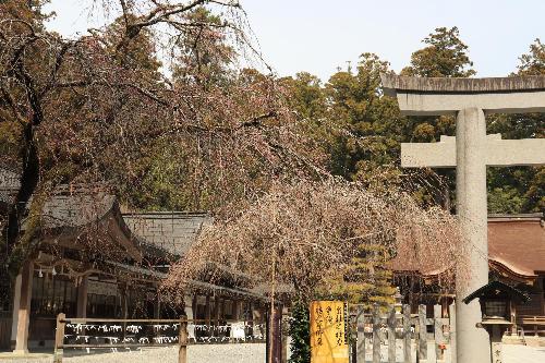 小國神社しだれ桜