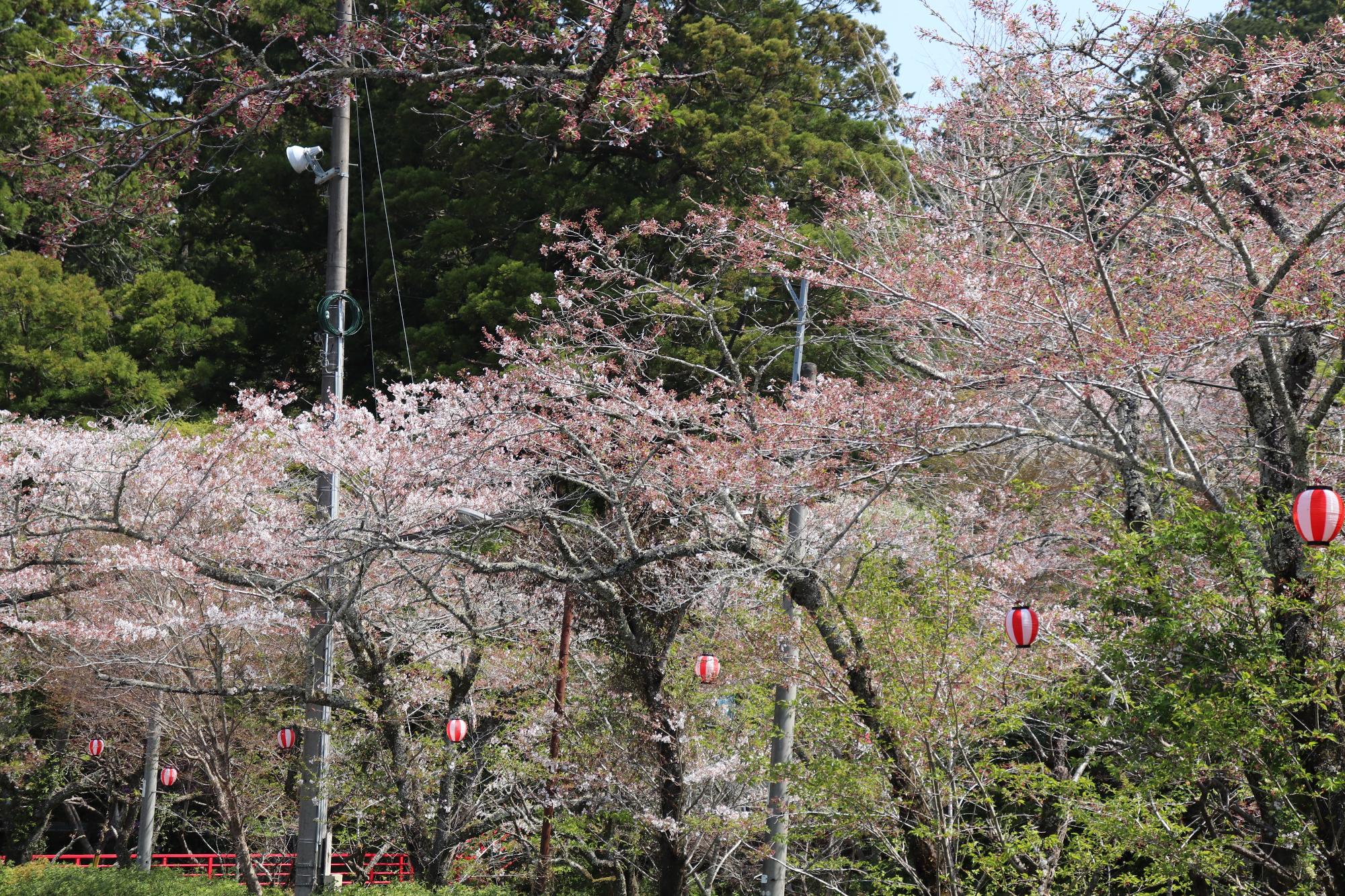 okuni-sakura